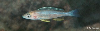 Paracyprichromis brieni 'Kiku'.jpg