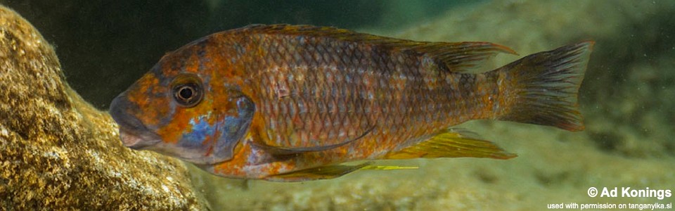 Petrochromis sp. 'kasumbe congo' Kilima