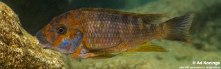 Petrochromis sp. 'kasumbe congo' Kilima.jpg