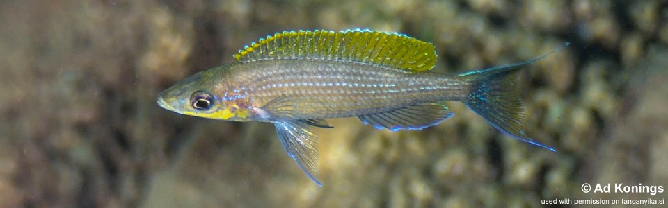 Paracyprichromis brieni 'Kiliza'