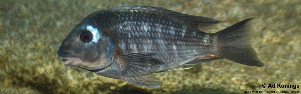 Petrochromis sp. 'sky blue congo' Kiliza