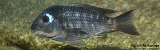 Petrochromis sp. 'sky blue congo' Kiliza.jpg