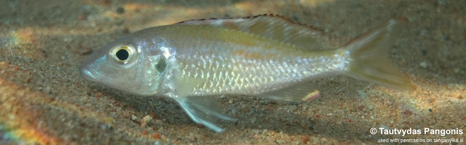 Callochromis sp. 'pleurospilus tanzania' Kipili
