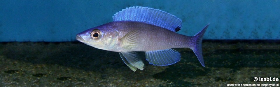 Cyprichromis leptosoma 'Kipili'