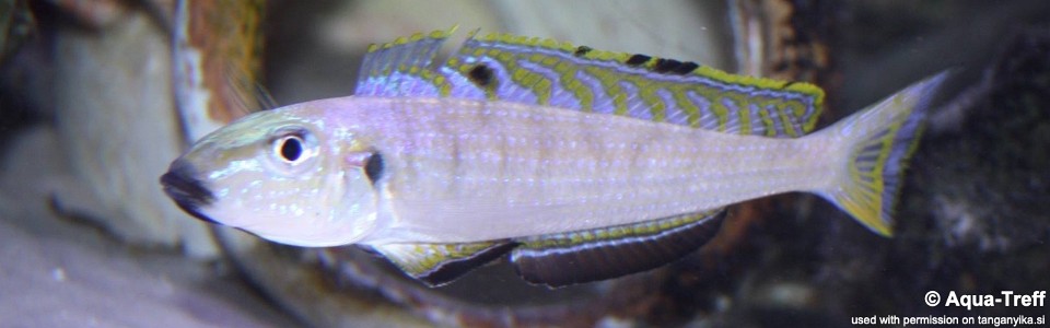 Enantiopus melanogenys 'Kipili'