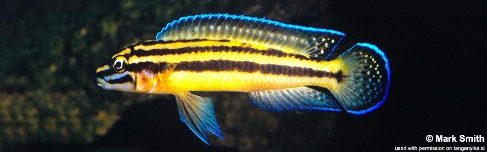 Julidochromis marksmithi 'Kipili'