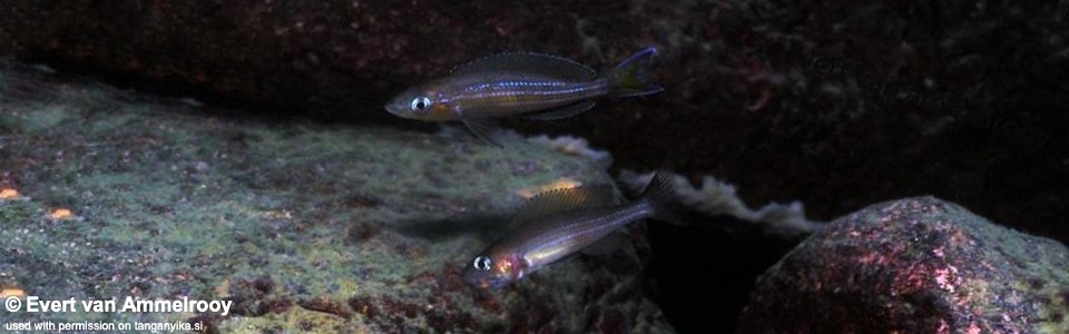 Paracyprichromis brieni 'Kipili'