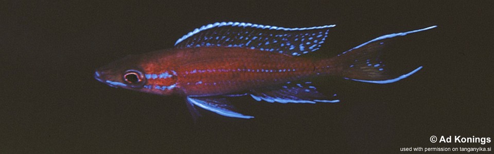 Paracyprichromis nigripinnis 'Kipili'
