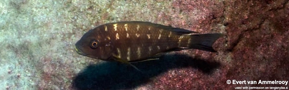 Petrochromis sp. 'red mpimbwe' Kipili<br><font color=gray>Petrochromis sp. 'kipili brown' Kipili</font>