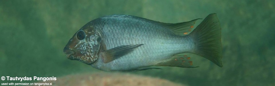 Petrochromis sp. 'texas blue' Kipili