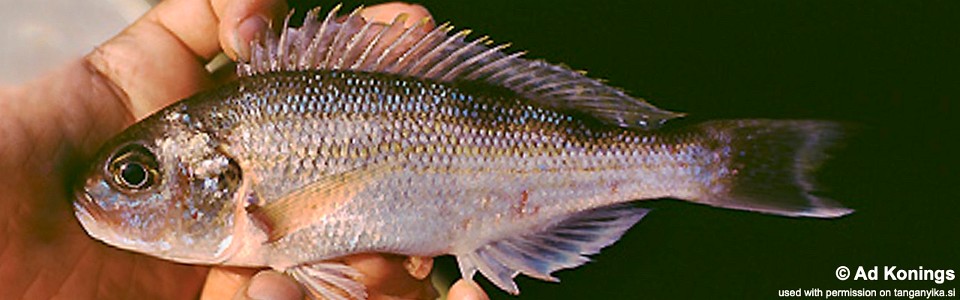 Xenochromis hecqui 'Kipili'