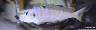 Enantiopus melanogenys 'Kipili'.jpg