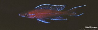 Paracyprichromis nigripinnis 'Kipili'.jpg
