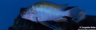 Petrochromis sp. 'kasumbe rainbow' Kipili.jpg