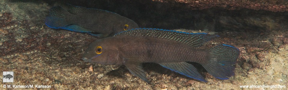Chalinochromis cyanophleps 'Kisi Island'