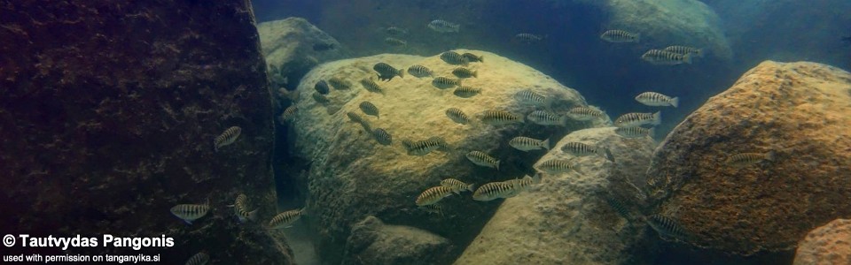 Petrochromis fasciolatus 'Kisi Island'