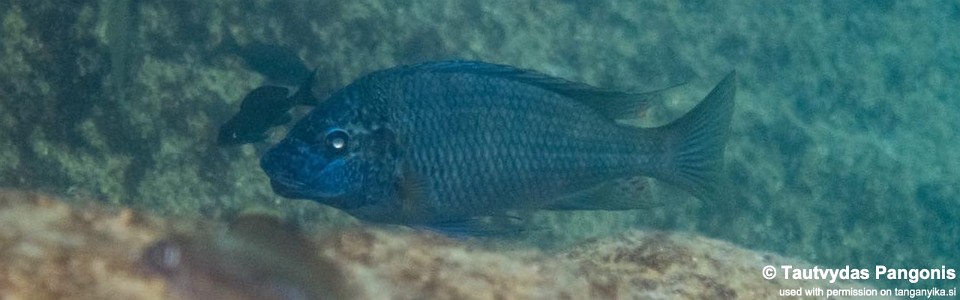 Petrochromis sp. 'texas blue neon' Kisi Island