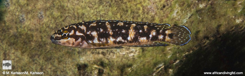 Julidochromis sp. 'transcriptus tanzania' Kitawe