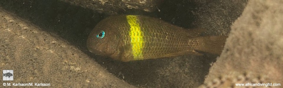 Tropheus sp. 'crescentic' Kiti Point<br><font color=gray>Tropheus sp. 'lunatus' Kiti Point<br>Yellow band; Green Wimple Moorii</font> 