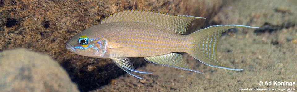 Neolamprologus sp. 'brichardi congo' Kitoke