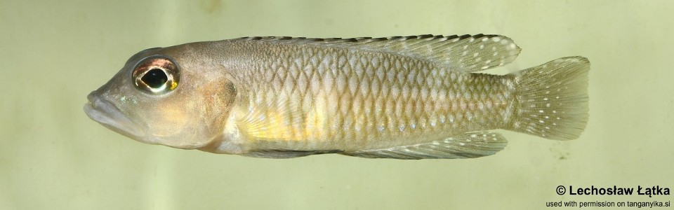 Lamprologus speciosus 'Kitumba'