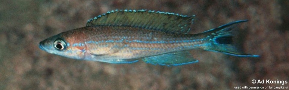Paracyprichromis brieni 'Kitumba'<br><font color=gray>Paracyprichromis sp. 'velifer'</font>
