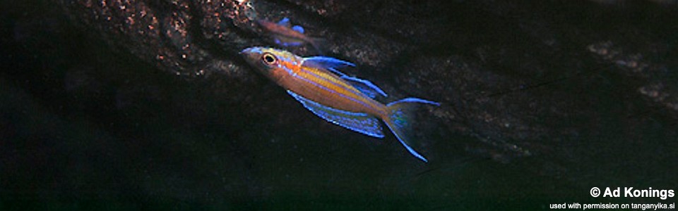 Paracyprichromis nigripinnis 'Kitumba'