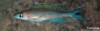 Paracyprichromis brieni 'Kitumba'.jpg