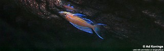 Paracyprichromis nigripinnis 'Kitumba'.jpg