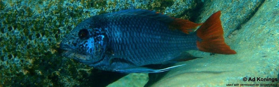 Petrochromis sp. 'texas red' Kizinga (Kiriza)