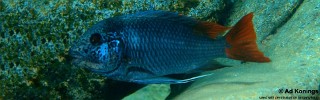 Petrochromis sp. 'texas red' Kizinga (Kiriza).jpg