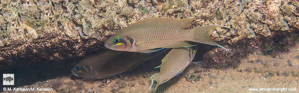 Neolamprologus pulcher 'Kolwe Point'