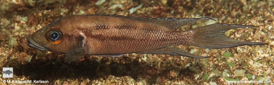 Neolamprologus timidus 'Kolwe Point'