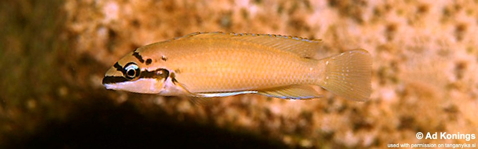 Chalinochromis brichardi 'Kombe'