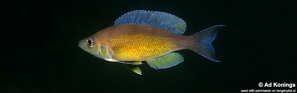 Cyprichromis zonatus 'Kombe'