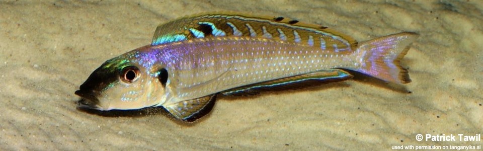Enantiopus melanogenys 'Kombe'