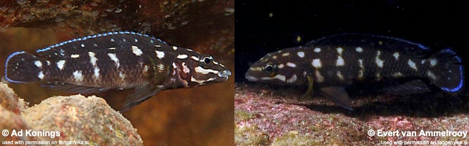 Julidochromis sp. 'kombe' Kombe<br><font color=gray>Julidochromis sp. 'transcriptus gombi' Kombe<br>J. sp. 'ornatus kombe' Kombe</font> 