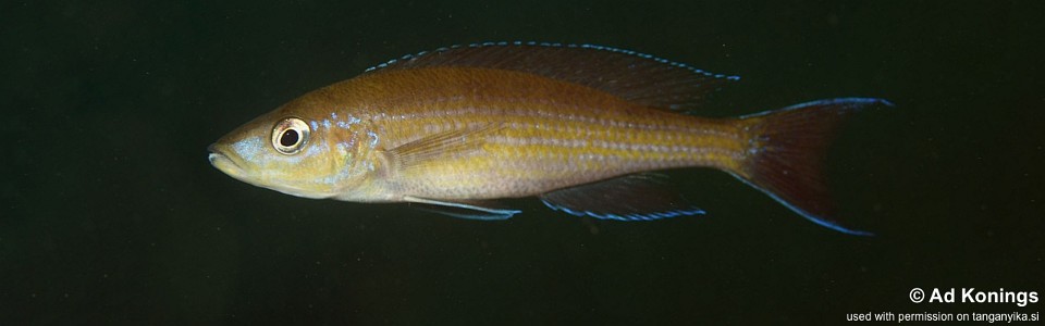 Paracyprichromis brieni 'Kombe'