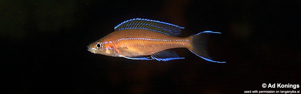 Paracyprichromis nigripinnis 'Kombe'