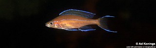 Paracyprichromis nigripinnis 'Kombe'.jpg