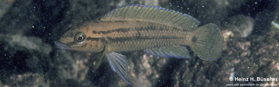 Julidochromis sp. 'unterfels' Kyeso