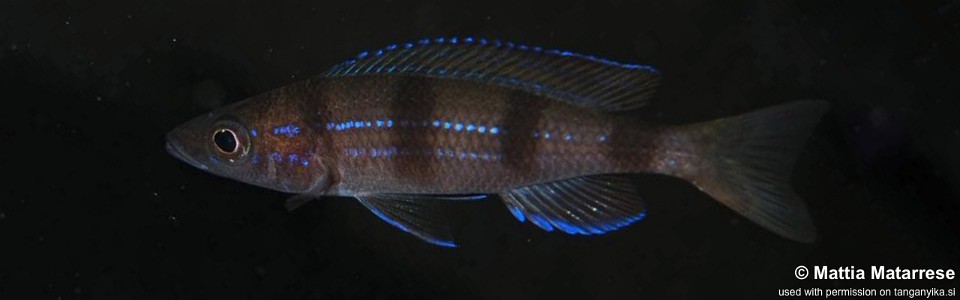 Paracyprichromis sp. 'ammelrooyi' Luagala Point