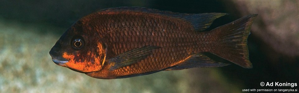 Petrochromis sp. 'red' Luagala Point