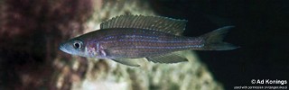 Paracyprichromis brieni 'Luagala Point'.jpg