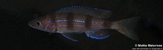 Paracyprichromis sp. 'ammelrooyi' Luagala Point.jpg