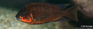 Petrochromis sp. 'red' Luagala Point.jpg
