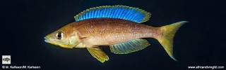 Cyprichromis microlepidotus 'Lubugwe Bay'.jpg