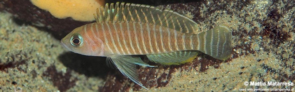 Neolamprologus similis 'Lufungu Bay'