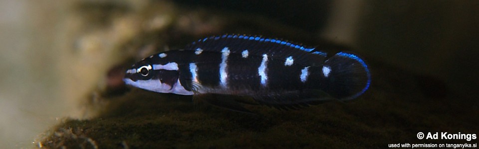 Julidochromis transcriptus 'Luhanga'