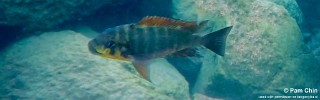 Petrochromis sp. 'kasumbe rainbow' Lupita Island.jpg